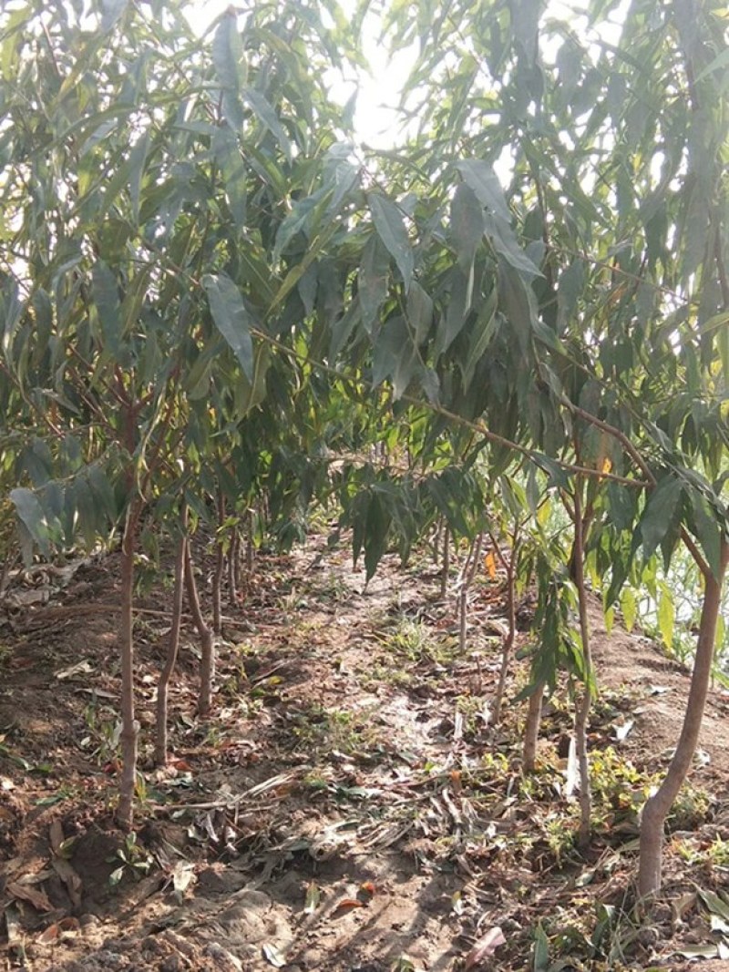 桃树苗适应南方北方种植地栽庭院种植成活率高