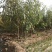 桃树苗适应南方北方种植地栽庭院种植成活率高