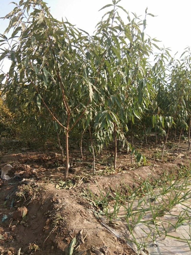 桃树苗适应南方北方种植地栽庭院种植成活率高