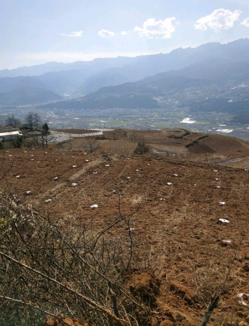 土地出租，分包，也可以合作，适合养殖欢迎各位老板过来考察