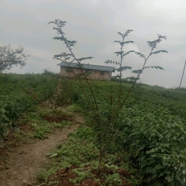 土地出租，分包，也可以合作，适合养殖欢迎各位老板过来考察