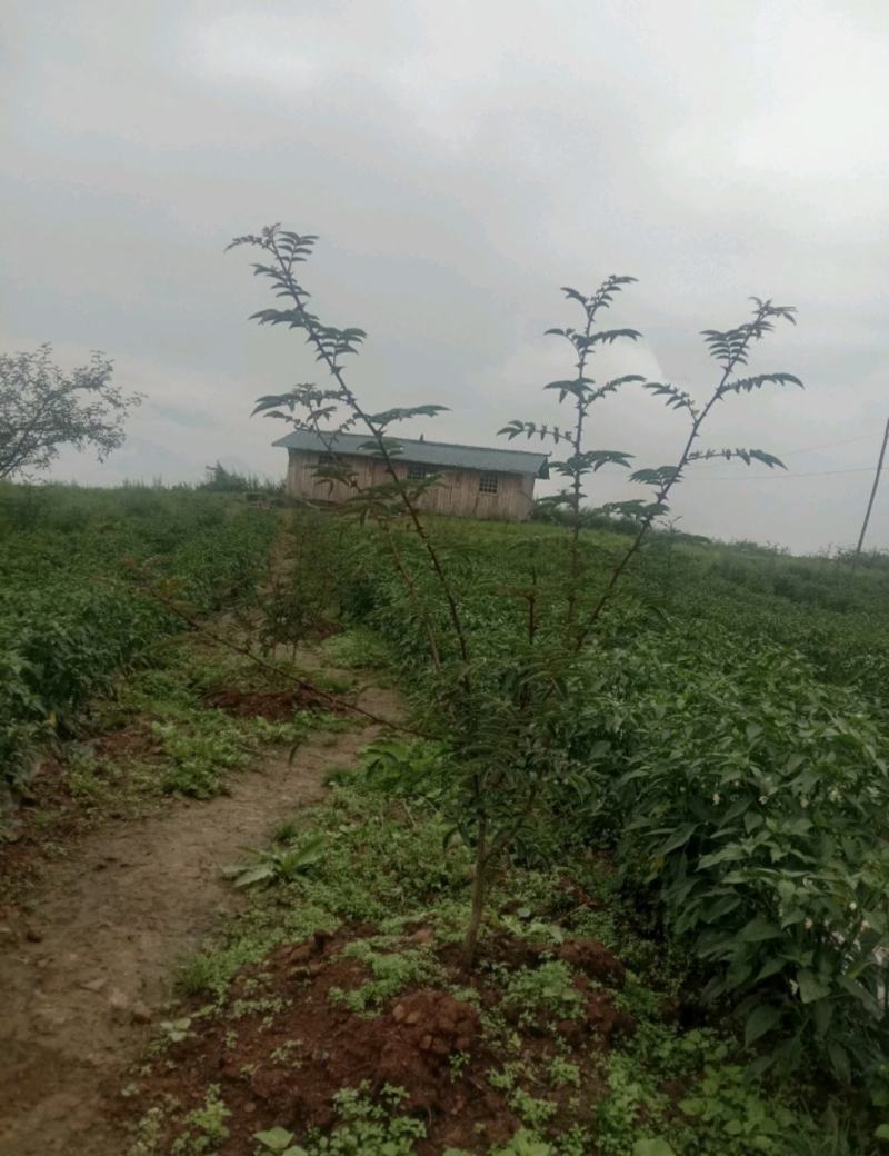 土地出租，分包，也可以合作，适合养殖欢迎各位老板过来考察