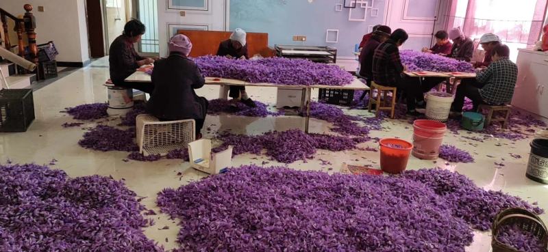国产特级藏红花花丝干品自家基地自产自销，每个花丝都是人工
