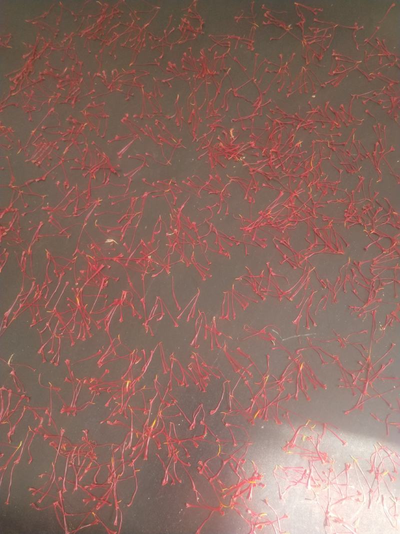 国产特级藏红花花丝干品自家基地自产自销，每个花丝都是人工