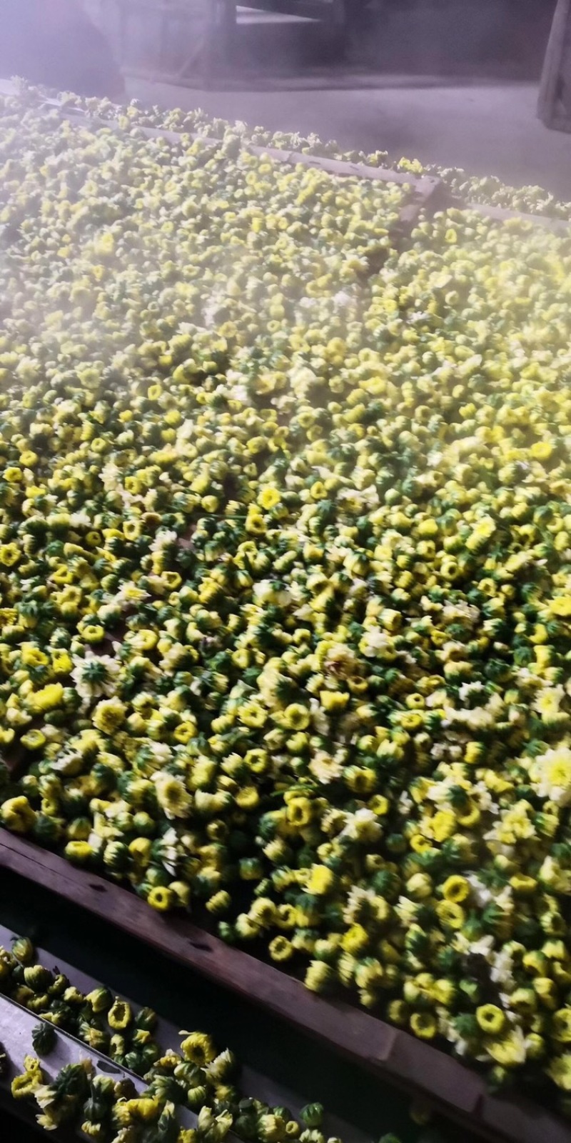 胎菊新北京菊甘菊花茶菊花茶