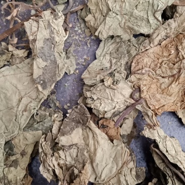 臭梧桐叶，臭梧桐叶纯干色青，质量保证，欢迎选购！