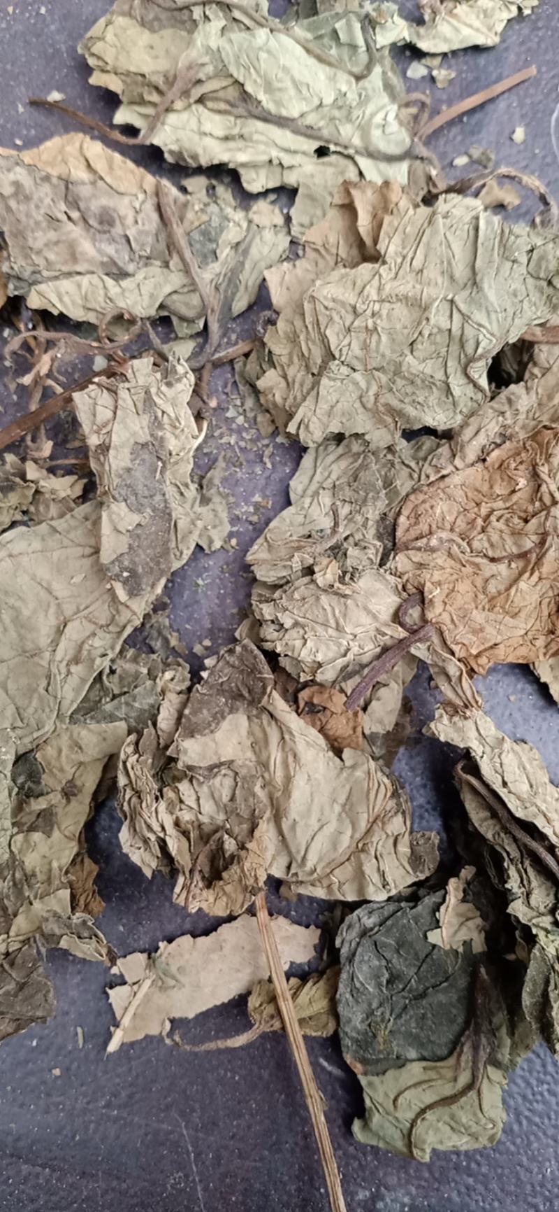 臭梧桐叶，臭梧桐叶纯干色青，质量保证，欢迎选购！