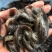 【泥鳅苗】泥鳅苗、台鳅1号、优良品种、场地直供
