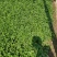 陕西香菜叶菜类菜茎干粗叶片绿香味浓量大优惠品质保证