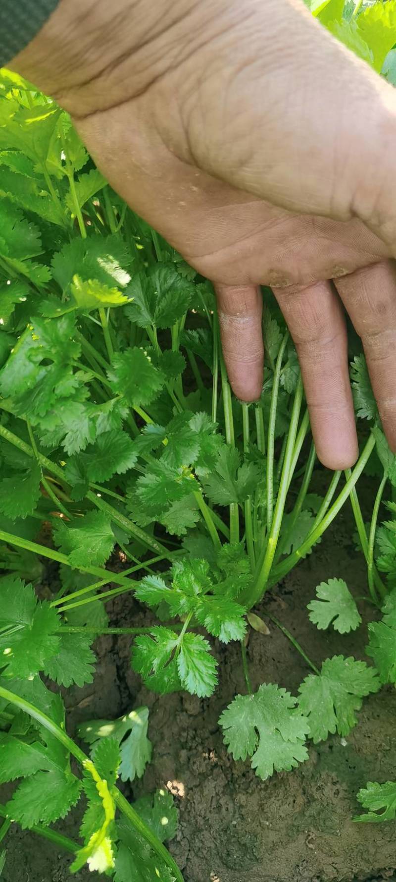 陕西香菜叶菜类菜茎干粗叶片绿香味浓量大优惠品质保证