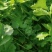 陕西香菜叶菜类菜茎干粗叶片绿香味浓量大优惠品质保证