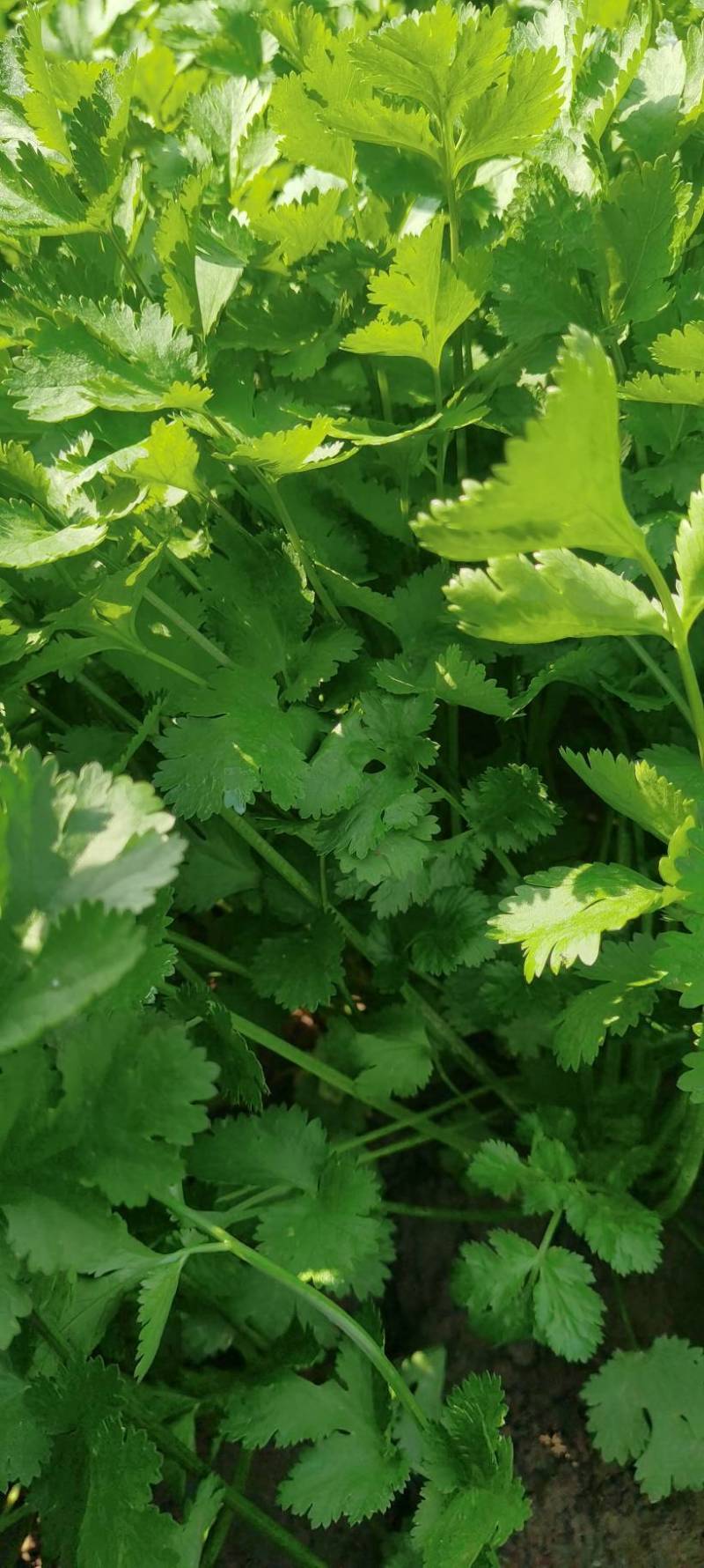 陕西香菜叶菜类菜茎干粗叶片绿香味浓量大优惠品质保证