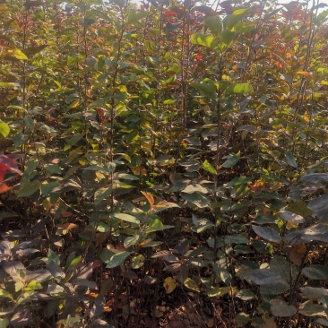【正宗】山东海棠苗，海棠实生苗，八棱海棠苗基地直发