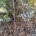 【正宗】山东海棠苗，海棠实生苗，八棱海棠苗基地直发