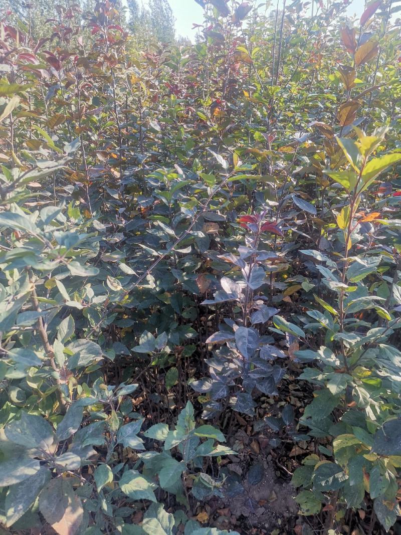 【正宗】山东海棠苗，海棠实生苗，八棱海棠苗基地直发