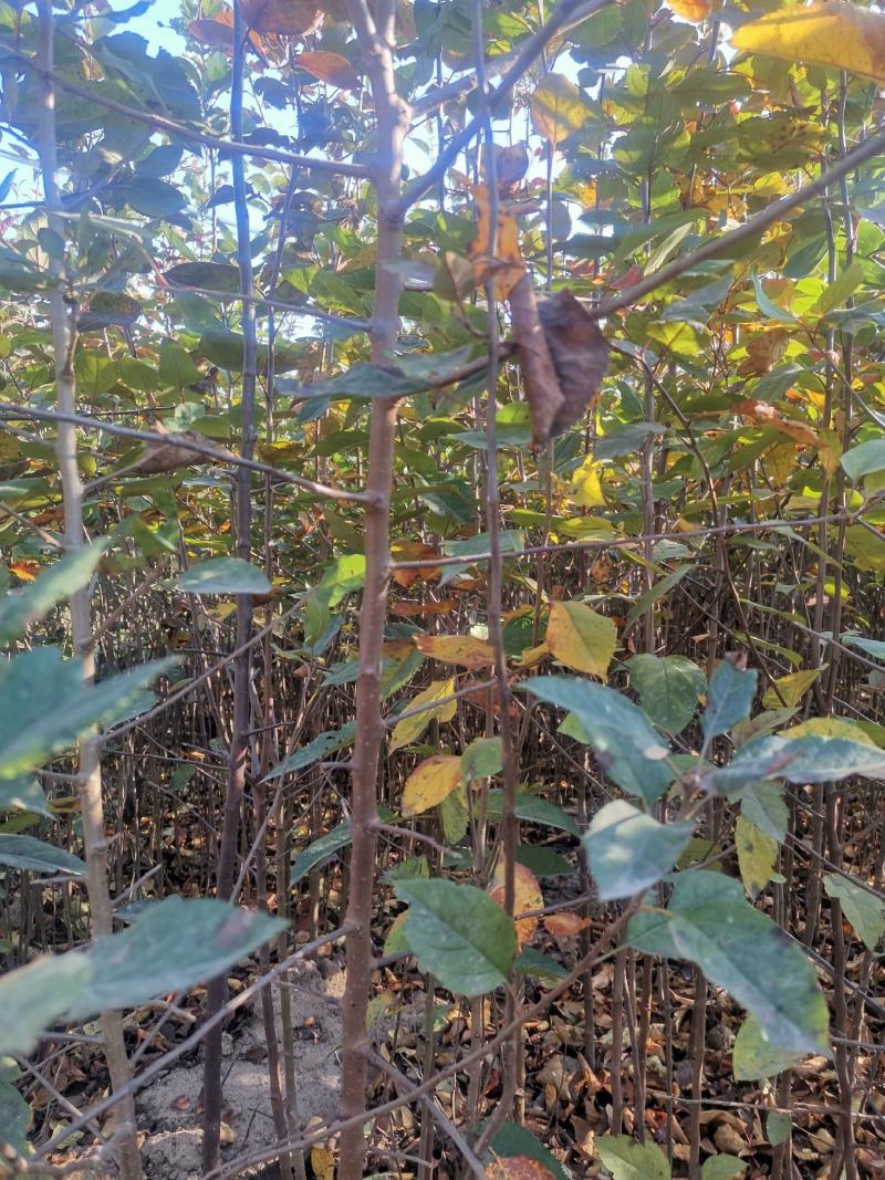【正宗】山东海棠苗，海棠实生苗，八棱海棠苗基地直发