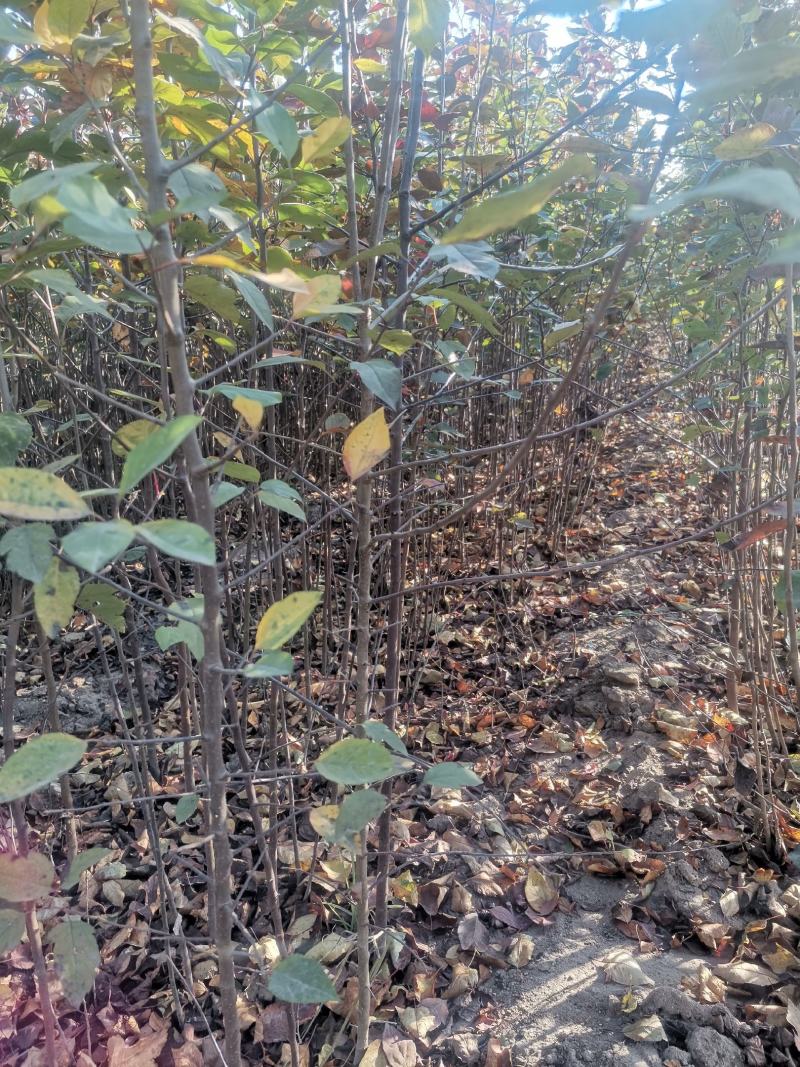 【正宗】山东海棠苗，海棠实生苗，八棱海棠苗基地直发