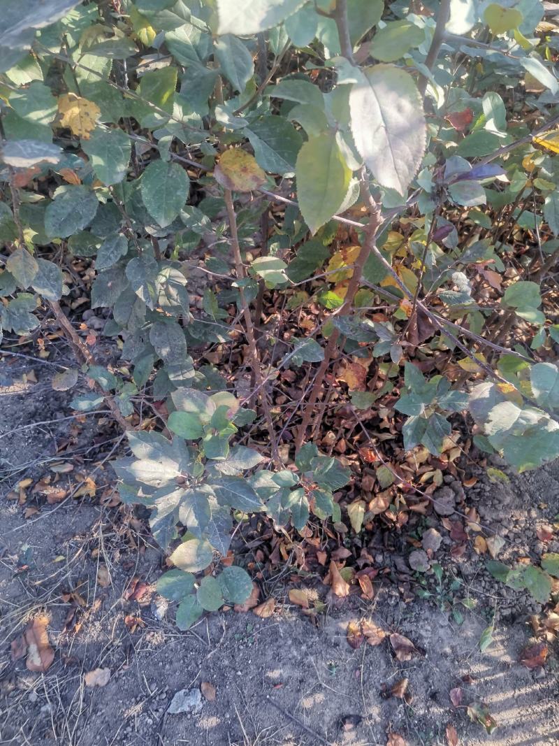 【正宗】山东海棠苗，海棠实生苗，八棱海棠苗基地直发