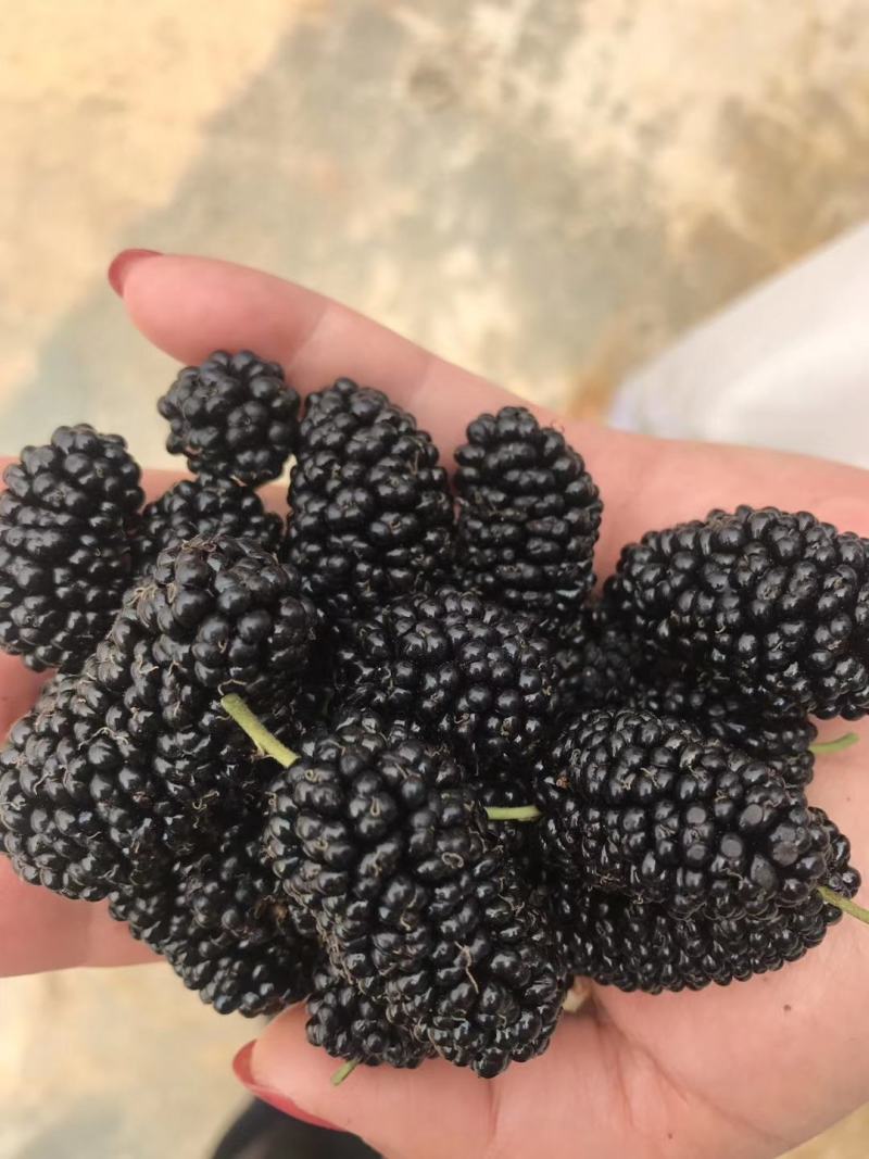 现有桑椹干五百公斤左右出售