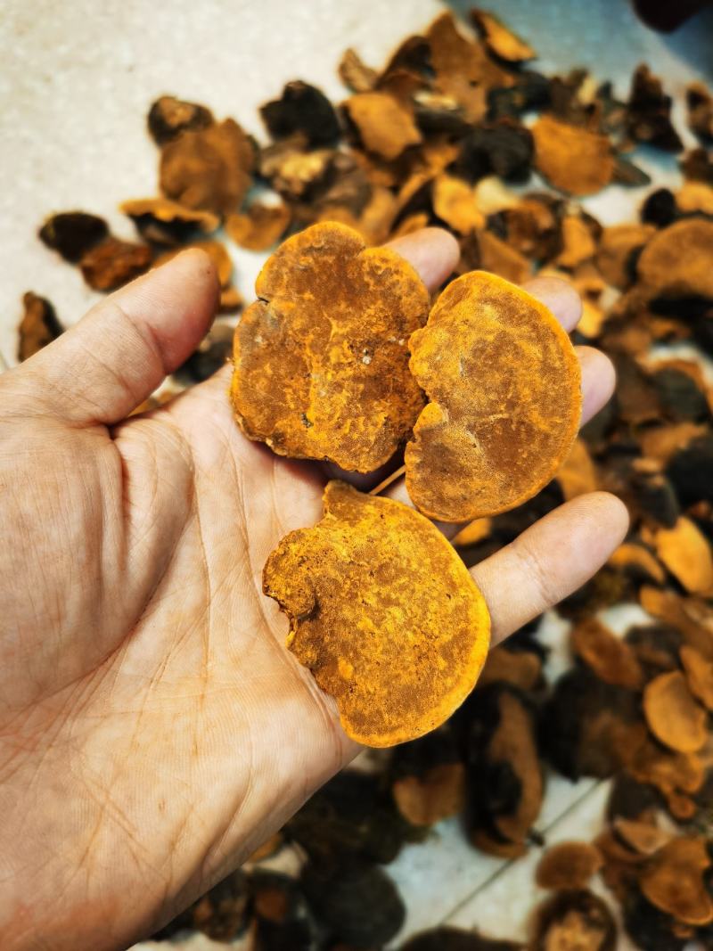 西藏桑黄.正宗一手货源，岩桑黄，全干，新货。