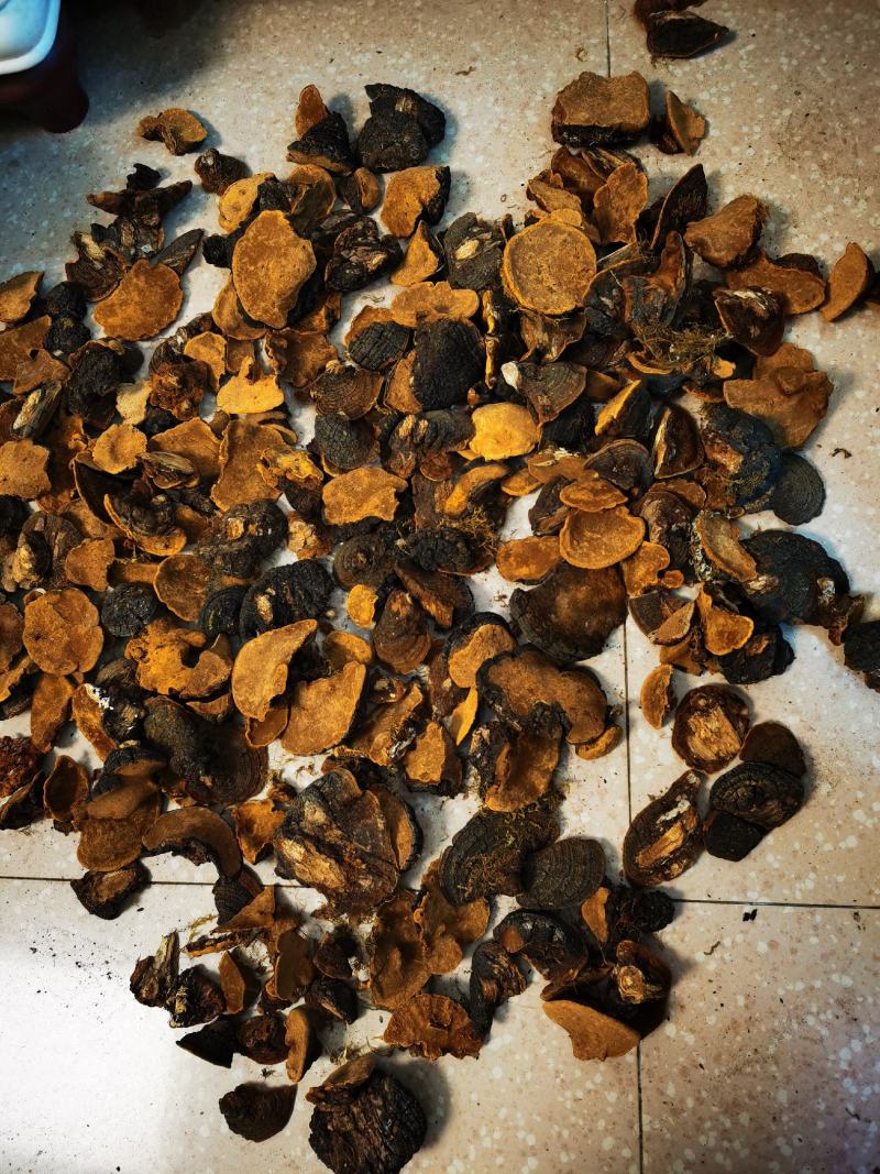 西藏桑黄.正宗一手货源，岩桑黄，全干，新货。