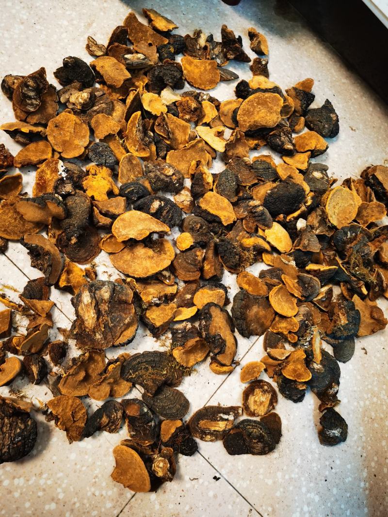 西藏桑黄.正宗一手货源，岩桑黄，全干，新货。