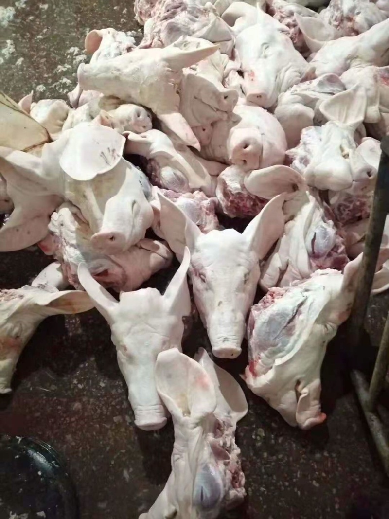 猪头——国产肥猪精品带耳白头——保质保量——每天生产
