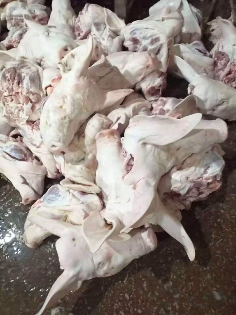 猪头——国产肥猪精品带耳白头——保质保量——每天生产
