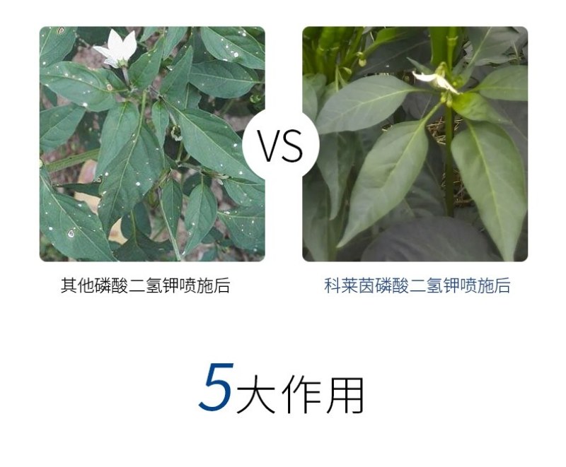 【包邮】磷酸二氢钾促花保果高纯度99%极易吸收见效快