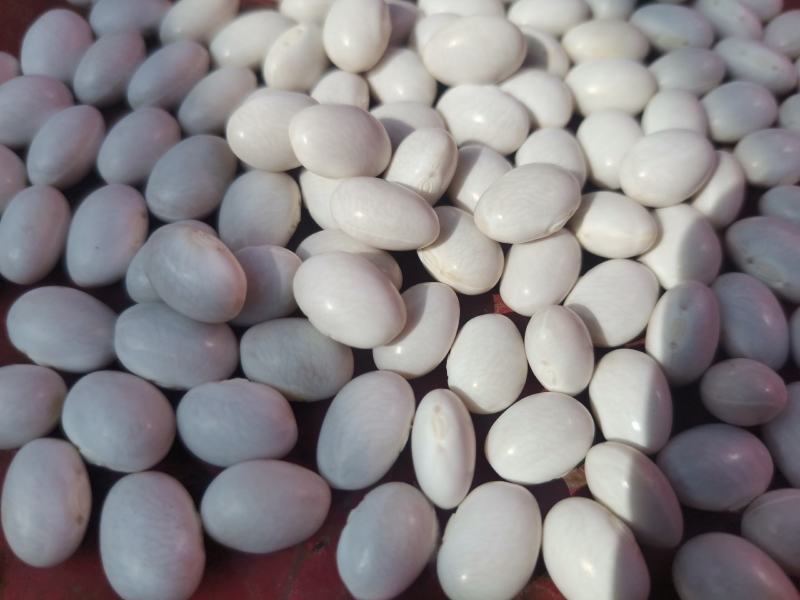 云南精品小白云豆价格从优