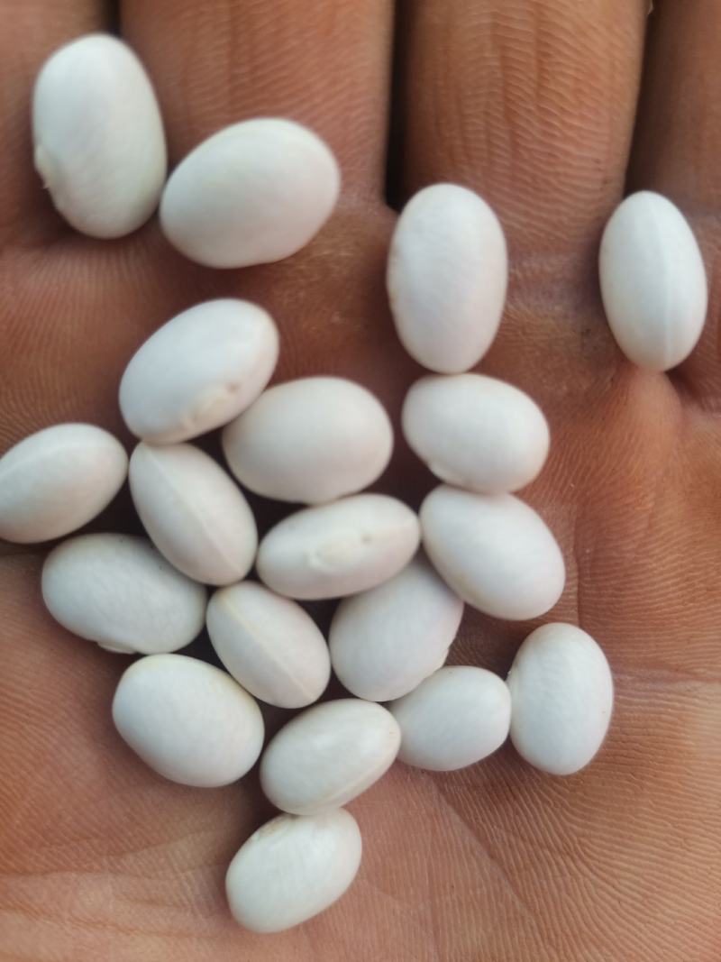 云南精品小白云豆价格从优
