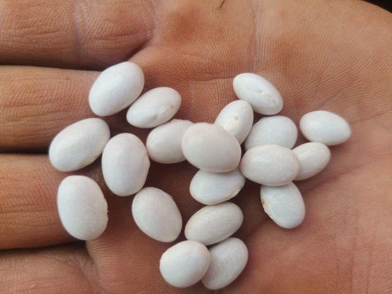 云南精品小白云豆价格从优