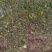 无花果苗波姬红无花果苗，芭劳奈无花果苗，地栽苗1厘米以上