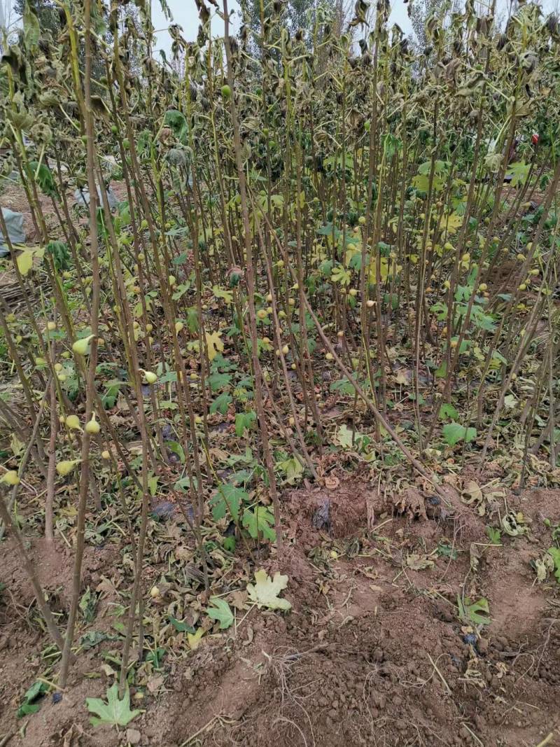 无花果苗波姬红无花果苗，芭劳奈无花果苗，地栽苗1厘米以上
