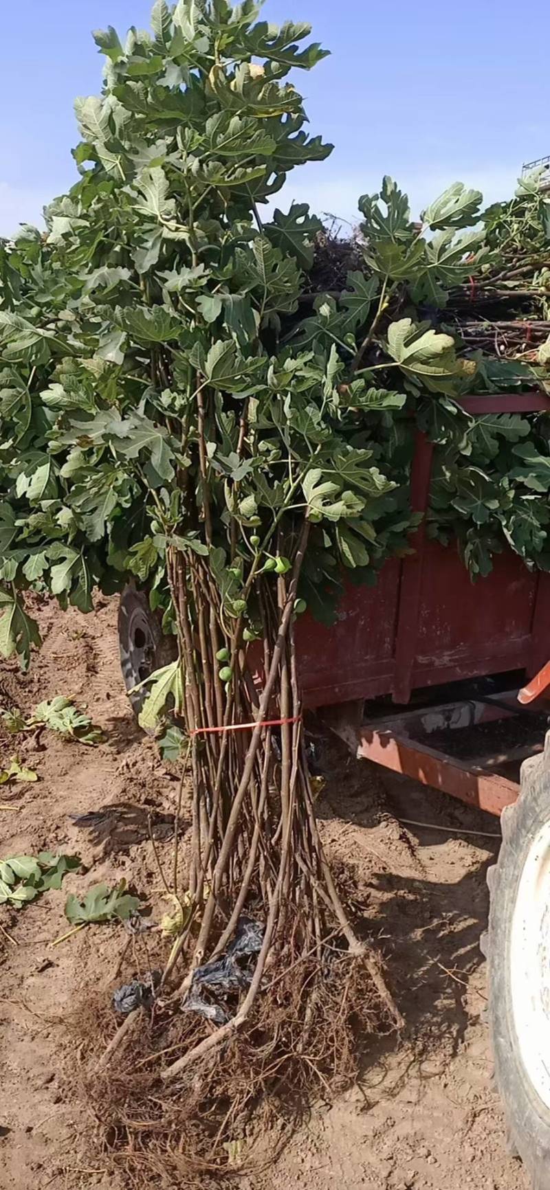 无花果苗波姬红无花果苗，芭劳奈无花果苗，地栽苗1厘米以上