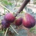 无花果苗波姬红无花果苗，芭劳奈无花果苗，地栽苗1厘米以上