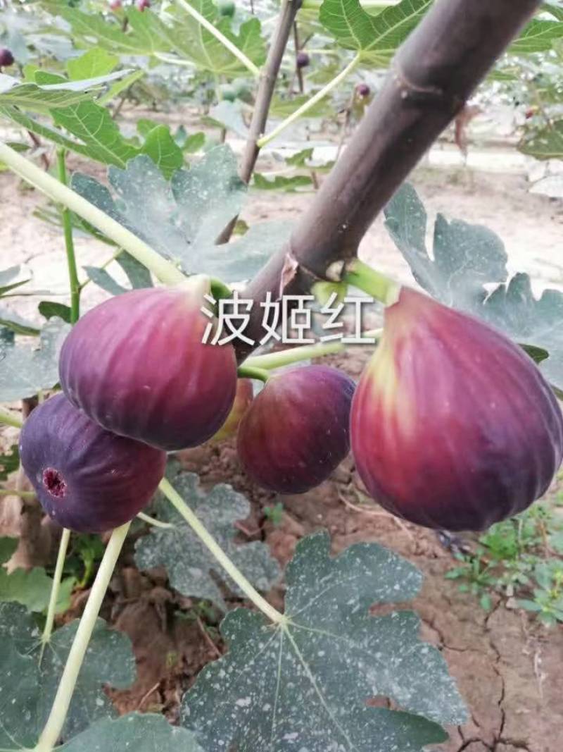 无花果苗波姬红无花果苗，芭劳奈无花果苗，地栽苗1厘米以上