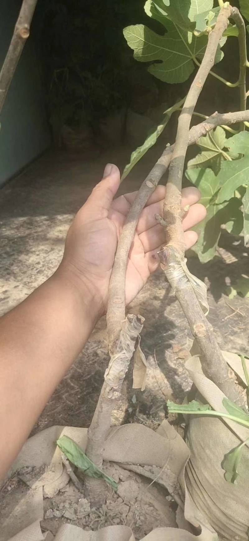无花果苗波姬红无花果苗，芭劳奈无花果苗，地栽苗1厘米以上