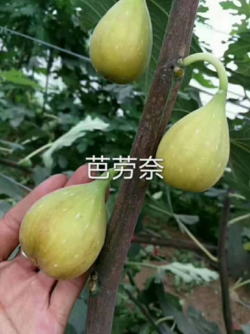 无花果苗波姬红无花果苗，芭劳奈无花果苗，地栽苗1厘米以上