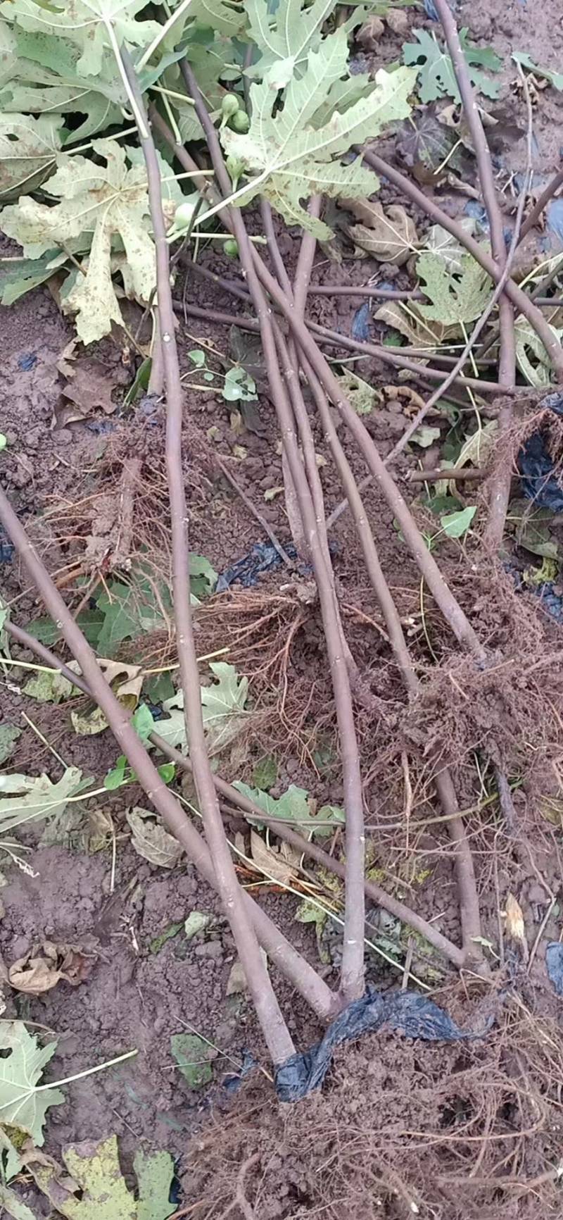 无花果苗波姬红无花果苗，芭劳奈无花果苗，地栽苗1厘米以上