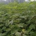 水果苗绿化无花果苗，布兰瑞克、青皮无花果树苗；绿化苗木，
