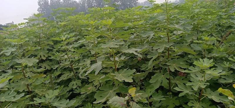 水果苗绿化无花果苗，布兰瑞克、青皮无花果树苗；绿化苗木，
