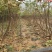 水果苗绿化无花果苗，布兰瑞克、青皮无花果树苗；绿化苗木，