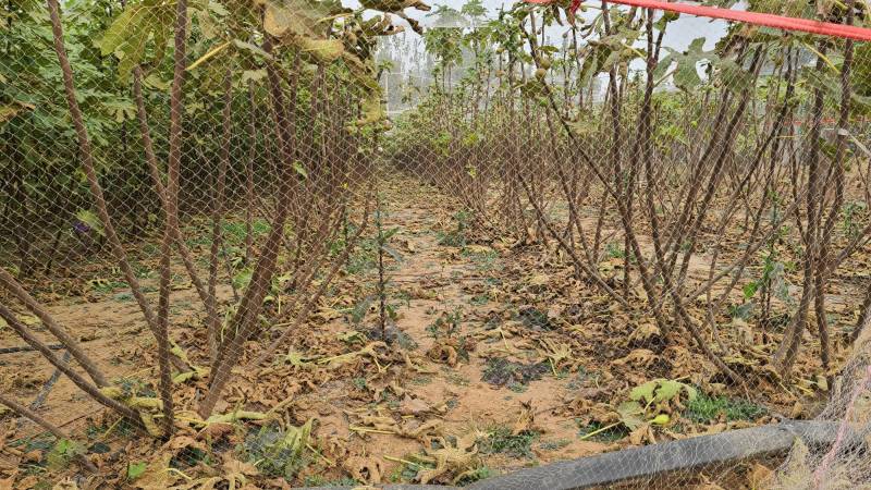 水果苗绿化无花果苗，布兰瑞克、青皮无花果树苗；绿化苗木，