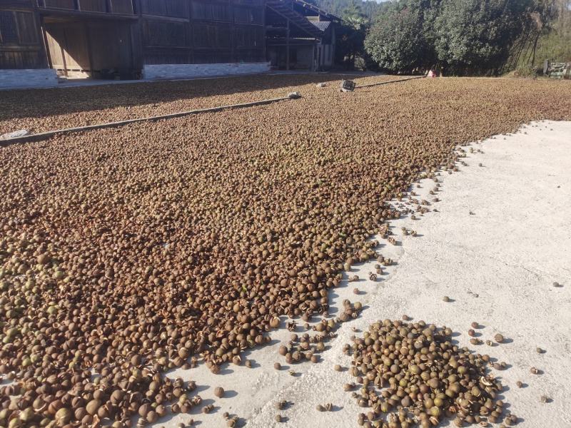 大量干茶籽出售，直接榨油。