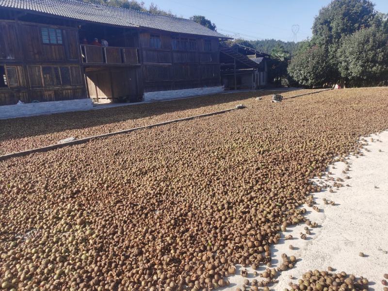 大量干茶籽出售，直接榨油。