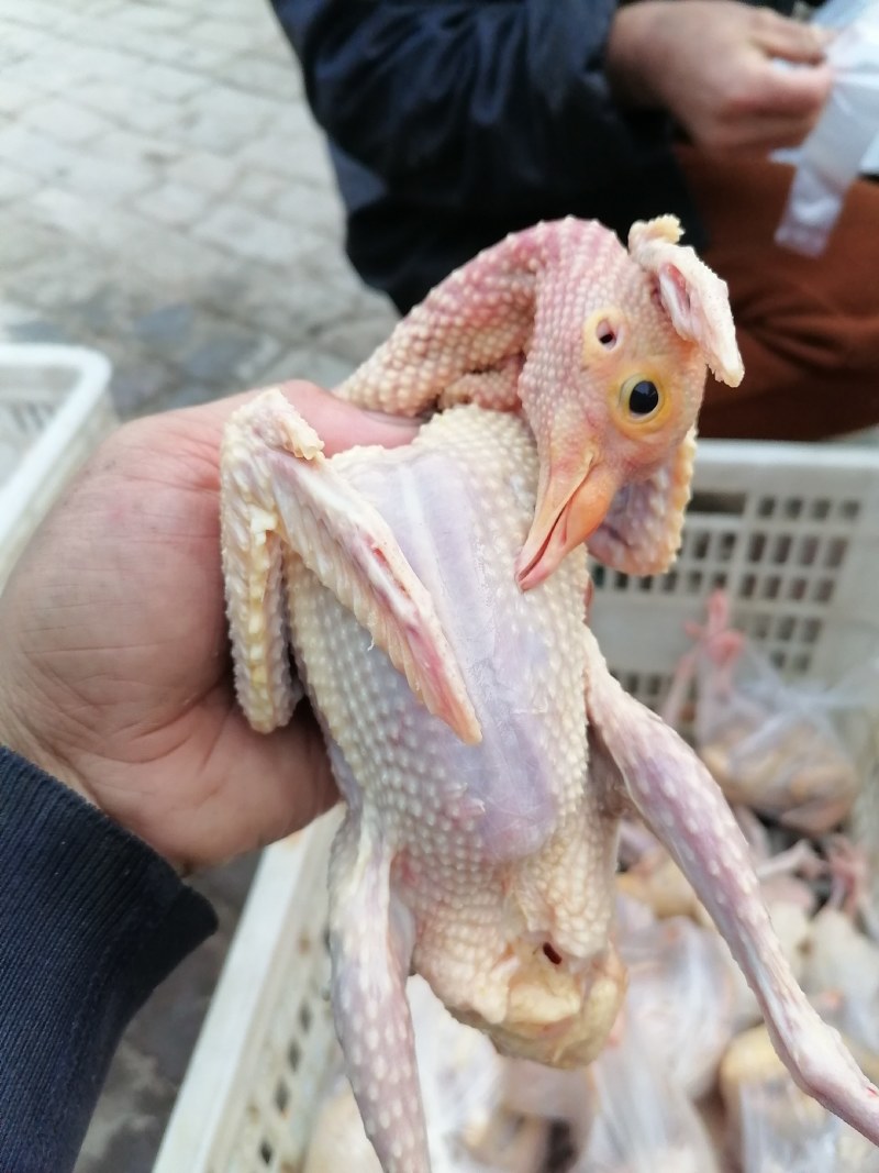 常年批发老鸽子，三年老鸽子现杀现卖，营养补品欢迎下单.