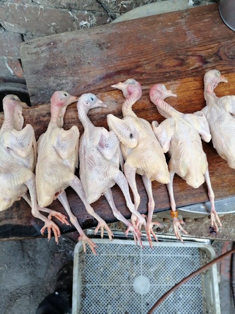常年批发老鸽子，三年老鸽子现杀现卖，营养补品欢迎下单.