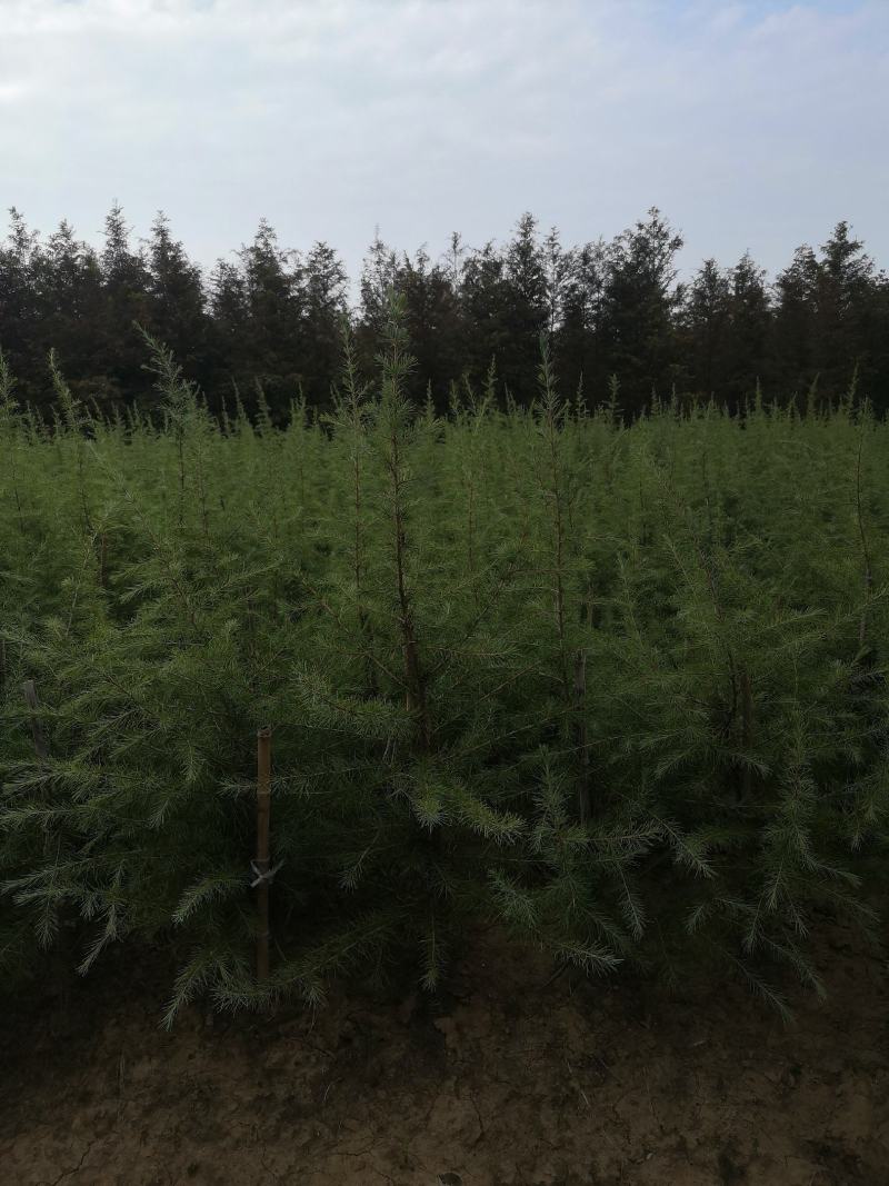 雪松小苗/雪松价格/高度50-80/欢迎您实地看苗选购