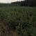 雪松小苗/雪松价格/高度50-80/欢迎您实地看苗选购